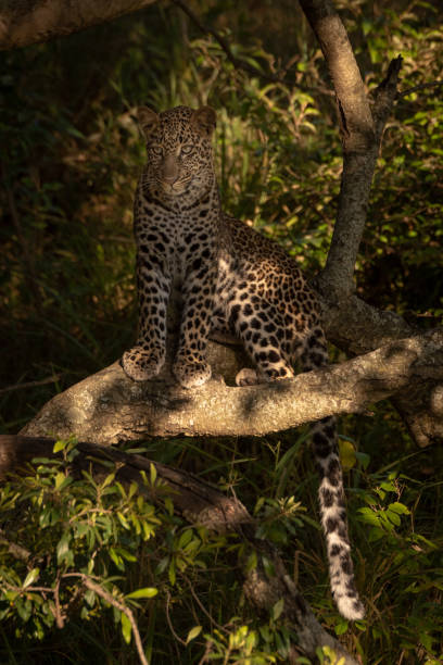 istock Leopard sitting in dappled sunshine on branch 1077577614