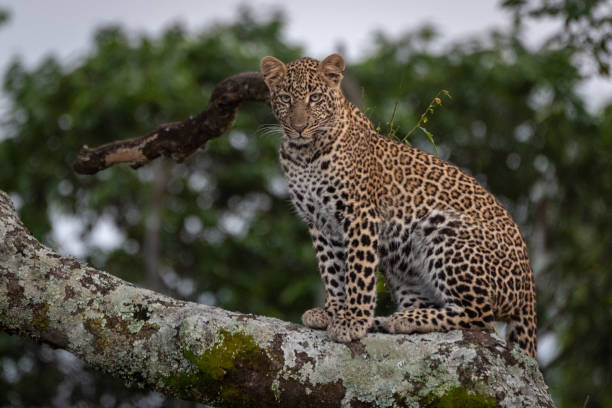 istock Leopard sitting on branch covered in lichen 1077577634