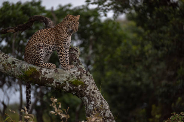 istock Leopard sitting on lichen-covered branch looks down 1077577656
