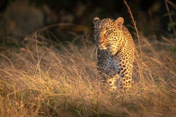 istock Leopard stands in long grass at dawn 1077577712