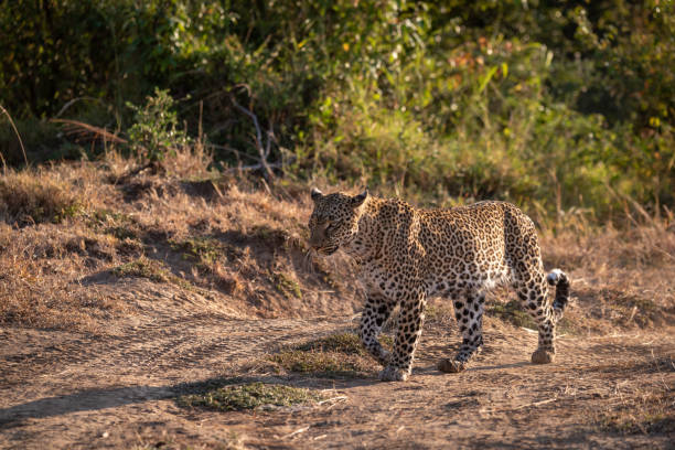 istock Leopard walking along dirt track by trees 1077577766
