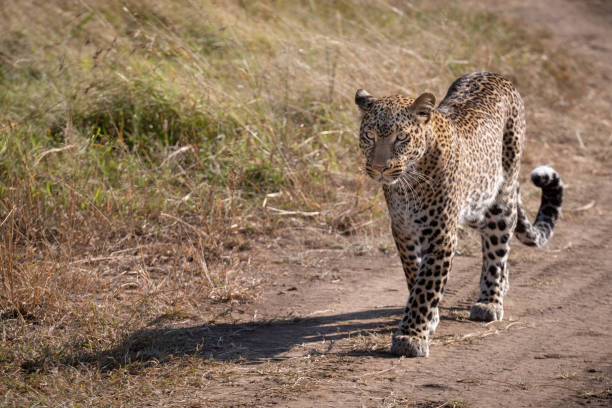 istock Leopard walking along sandy track on savannah 1077577782