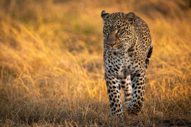 istock Leopard walking in golden grass at dawn 1077577798