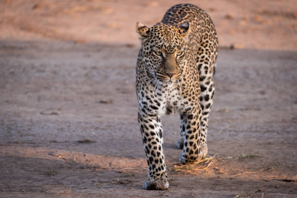 istock Leopard walking over savannah in golden light 1077577842