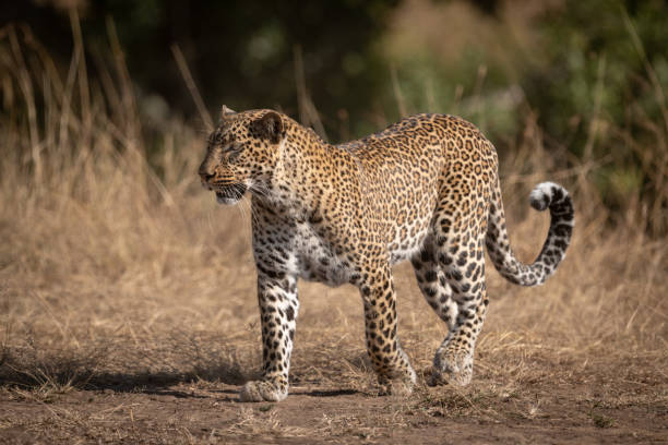 istock Leopard walks on sandy ground in savannah 1077577920