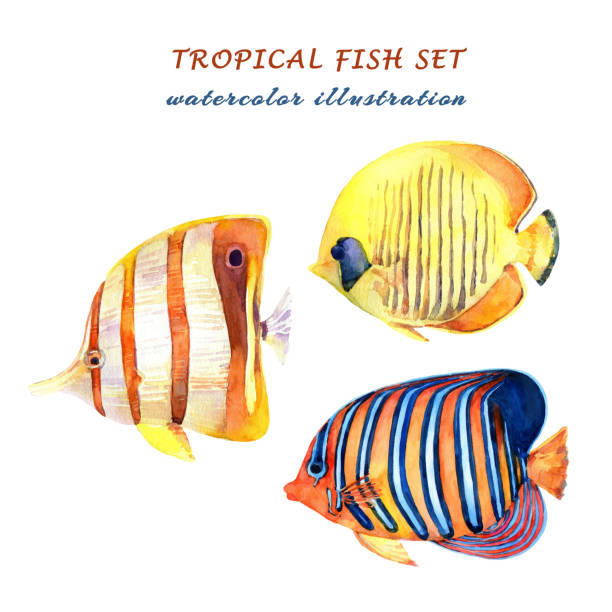 akwarela zestaw tropikalnych ryb - angelfish, copperband butterflyfish i bluecheek butterflyfish. - copperband butterflyfish stock illustrations