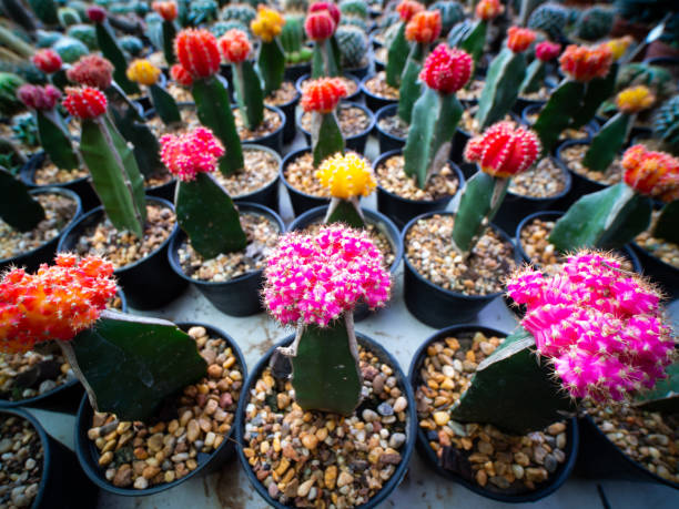 istock Gymnocalycium Cactus in Pots in a Row 1077578460