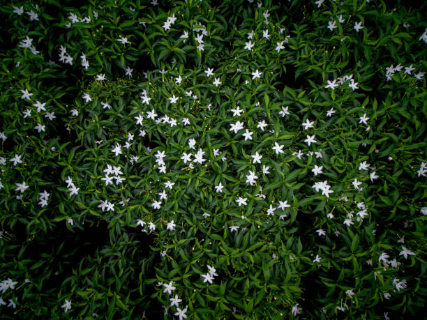 Bidens alba, uncultivated plant on agricultural fields
