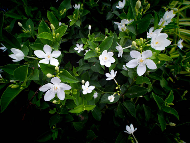 istock White Gardenia Flowers Blooming 1077580642