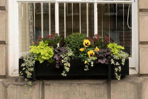 Flowers and plants decorating windows in Scotland