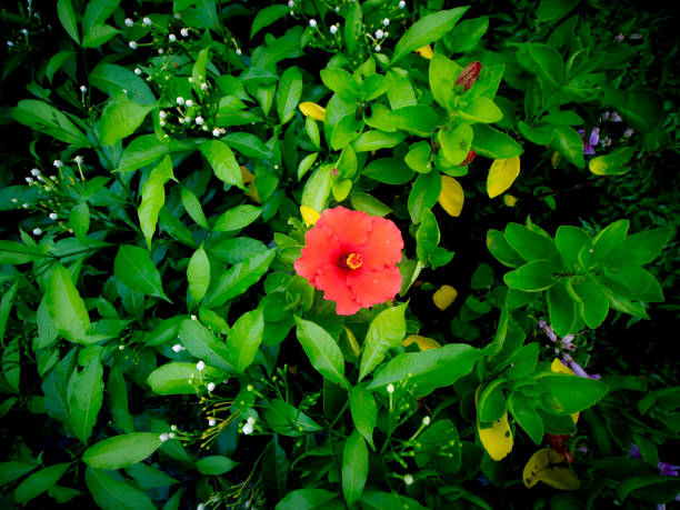Close-up of Hibiscus flower, Central Java, Java, Indonesia.