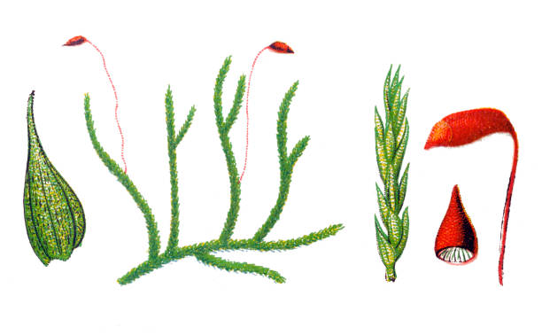 Hypnum albicans Illustration of a Hypnum albicans lycopodiaceae stock illustrations