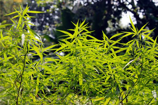 istock Green Marijuana plant 1077584938