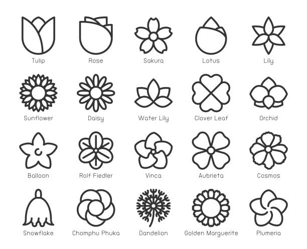 ilustraciones, imágenes clip art, dibujos animados e iconos de stock de flor - los iconos de línea - plumeria