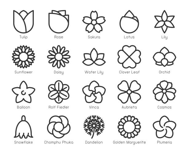 ilustrações de stock, clip art, desenhos animados e ícones de flower - line icons - flower head illustrations