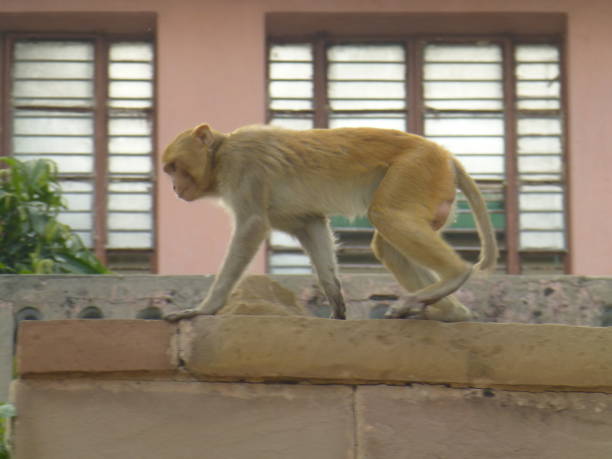 istock Monkey playing on the roof top 1077590294