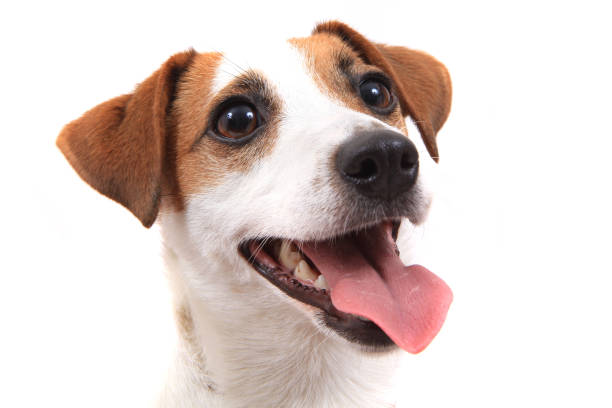 istock jack russell dog head 1077590680