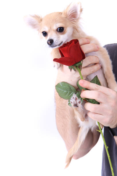 istock small chihuahua and rose isolated 1077590706