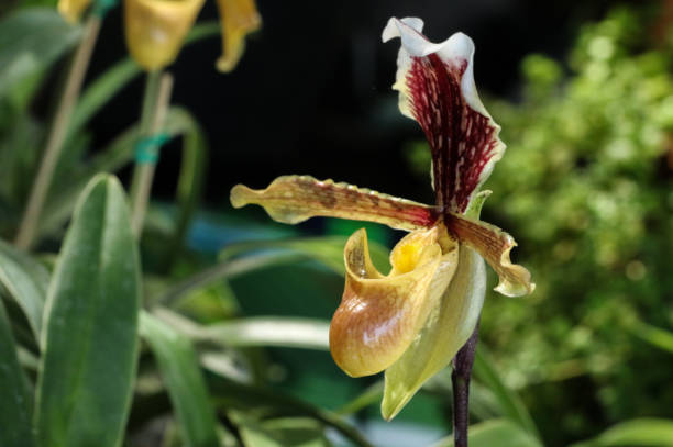 istock Paphiopedilum at garden 1077594212