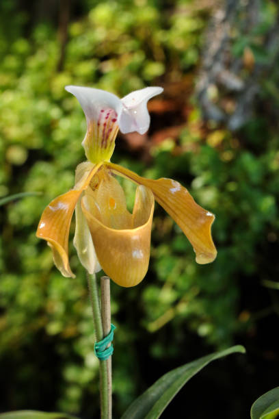 istock Paphiopedilum at garden 1077594290