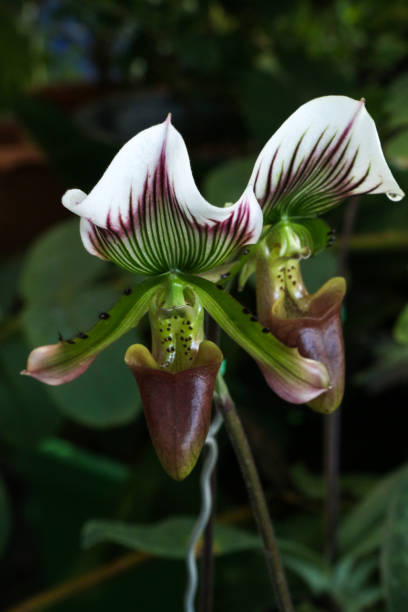 istock Paphiopedilum at garden 1077594662