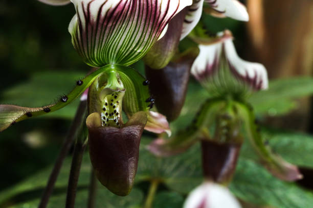 istock Paphiopedilum at garden 1077594998
