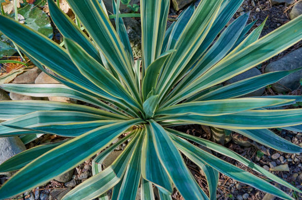 istock Striped leaves (Yucca gloriosa) as a natural background for design. 1077595212