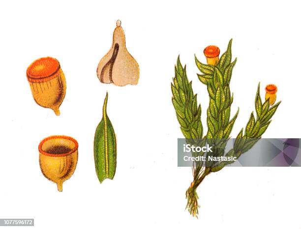 Gymnostomum Pulvinatum Stock Illustration - Download Image Now - Art, Australia, Botany