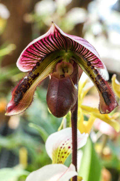 istock Paphiopedilum at garden 1077596828