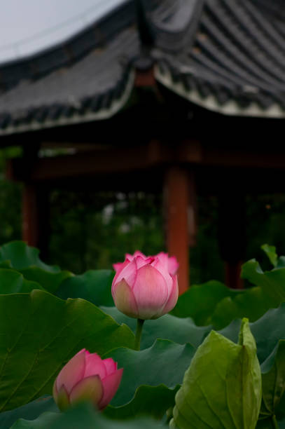 istock building and lotus 1077598318