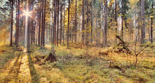 istock sunset in autumn pine forest 1077599948