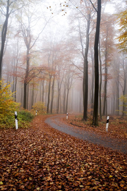 istock Empty wet forest road on a foggy autumn morning 1077601018