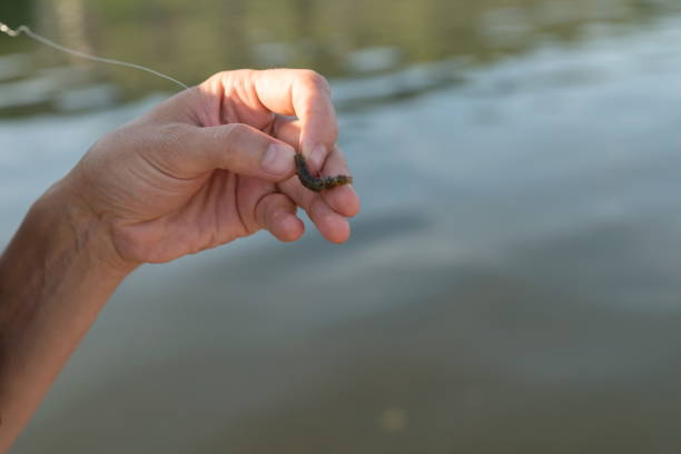 Fisherman’s hand holds fragrant silicone fish bait over blue water. The fisherman’s hand holds fragrant silicone fish bait over blue water. fishing worm stock pictures, royalty-free photos & images