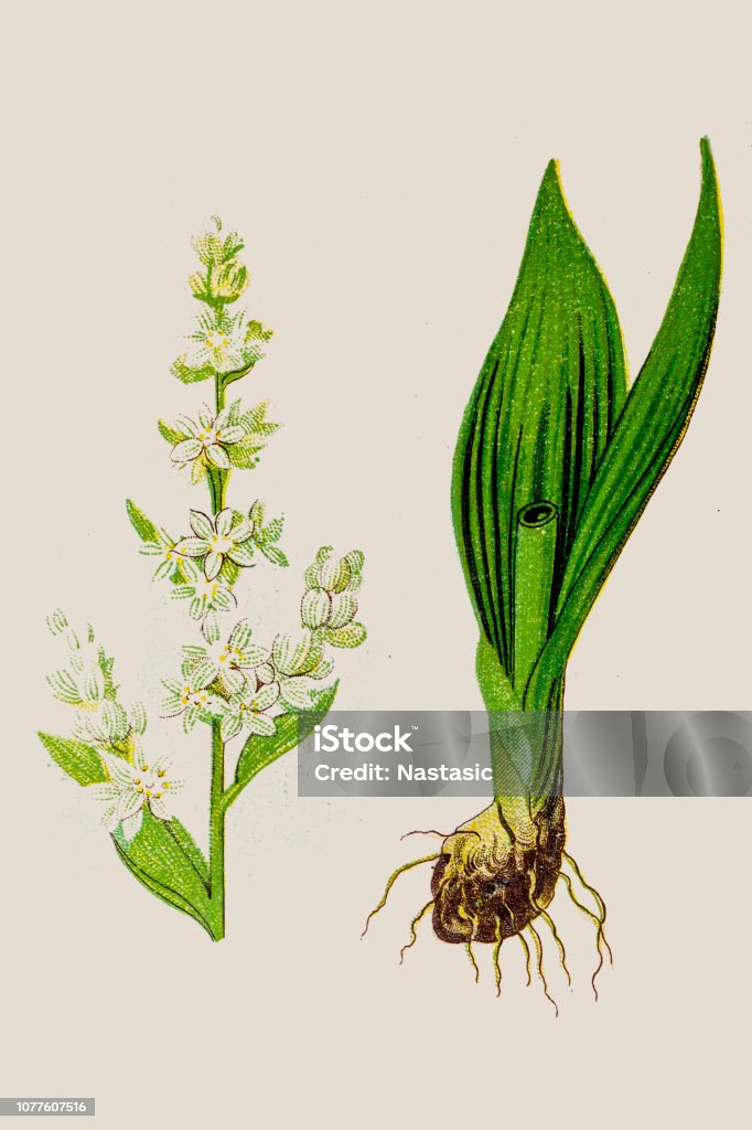 Veratrum album, perennial herb known as hemetic in antiquity, with high poisonous roots Illustration of  Veratrum album, perennial herb known as hemetic in antiquity, with high poisonous roots False Helleborine stock illustration