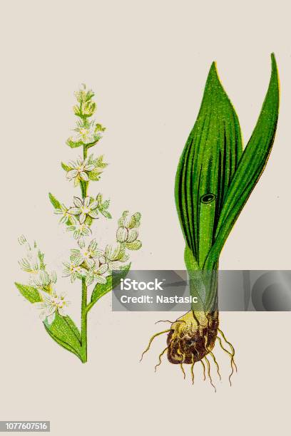 Veratrum Album Perennial Herb Known As Hemetic In Antiquity With High Poisonous Roots Stock Illustration - Download Image Now