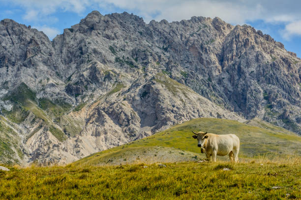istock Rural scene on the Gran Sasso massif (Abruzzo, Italy), with cows that go around eating grass 1077608742