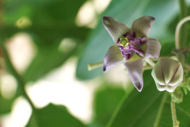 istock Giant Indian Milkweed at garden 1077609112