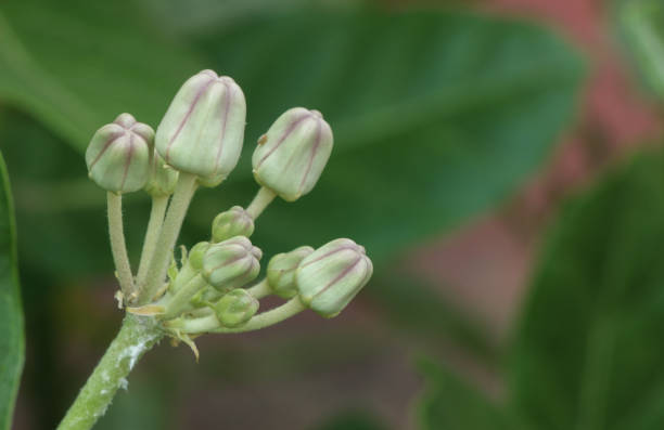 istock Giant Indian Milkweed at garden 1077609260