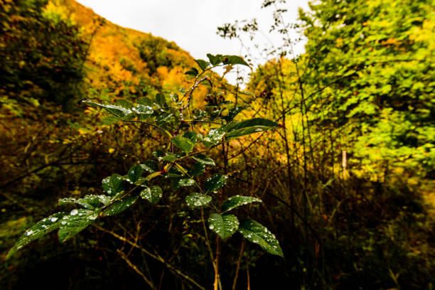 autumn is a colorful season in particular in mountain where red, yellow and green are fused together