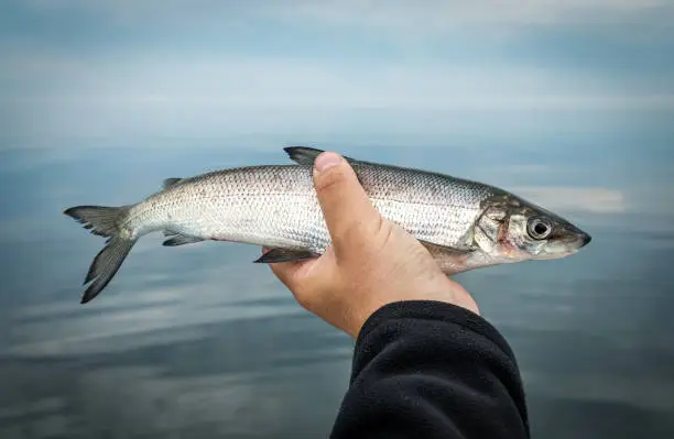 Whitefish portrait in angler hands