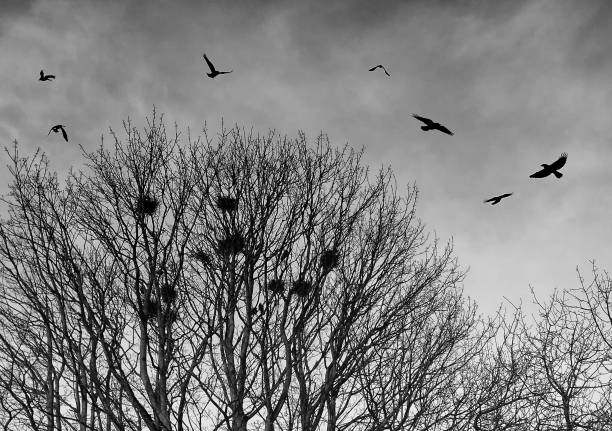 istock black crows in silhouette flying over bare winter trees at twilight before roosting for the night 1077612354