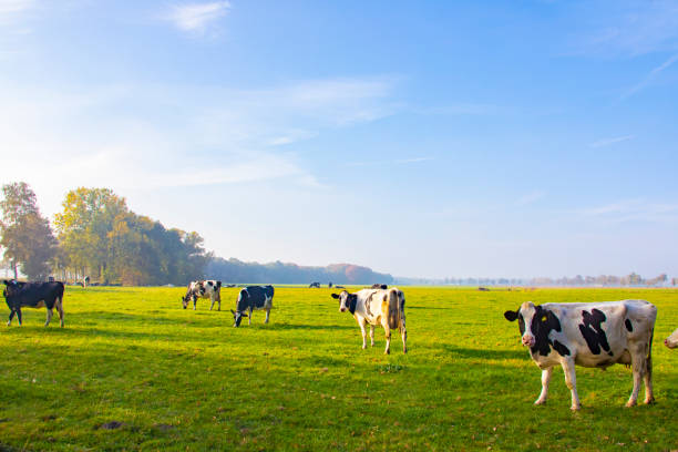 istock Dairy cows in the field. 1077612652