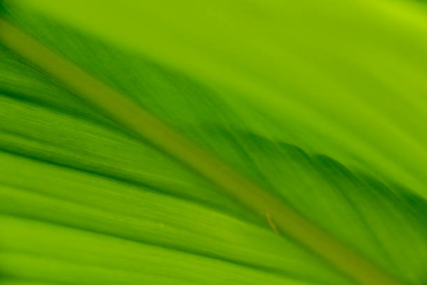 istock Curcuma at garden 1077613394