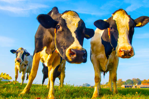istock Nosy cow full lenght 1077613406