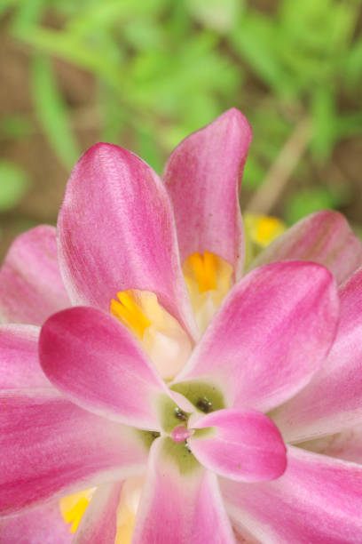 istock Curcuma at garden 1077613512