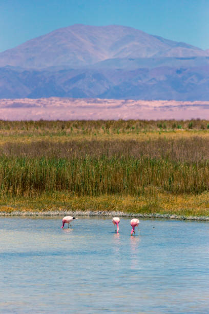 istock Beautiful flamingos feeding on the Atacama Desert. 1077614708
