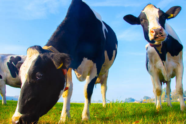 istock Grazing and nosy cow 1077615462