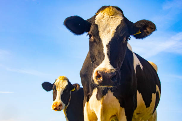 istock Blackandwhite cow half lenght 1077616714