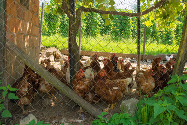 istock Chickens in Fenced Enclosure 1077616776