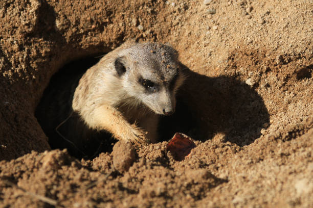 istock suricata animal in the sand 1077619472